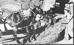 Mules boarding transports